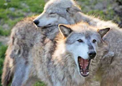 Gray Wolves to the Slaughter Image